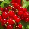 Tatran Red Currant 1 Tatran Red Currant -Rain Tree Nursery red currant 2