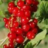 Cascade Red Currant -Rain Tree Nursery red currant 5