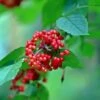 Red Elderberry