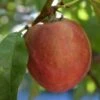 Red Gold Nectarine -Rain Tree Nursery redgold