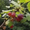 Red Jostaberry -Rain Tree Nursery redjosta