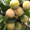 Reine De Mirabelle European Plum -Rain Tree Nursery reine mirabelle 1 1