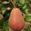 Rescue European Pear -Rain Tree Nursery rescue pear 1 1