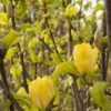 Yellow Bird Magnolia -Rain Tree Nursery rest 2 1 2133