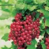 Red Jade™ Currant -Rain Tree Nursery ribesrubrumredlake