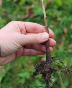 Lovell Peach Seedling Rootstock-potted