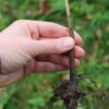 Budagovski 9 Apple Rootstock -Rain Tree Nursery rootstock 2