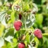 Rosanna Red Raspberry 2 Rosanna Red Raspberry -Rain Tree Nursery rosanna red raspberry 1