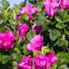 Rosa Rugosa 'Rubra' -Rain Tree Nursery rose 1