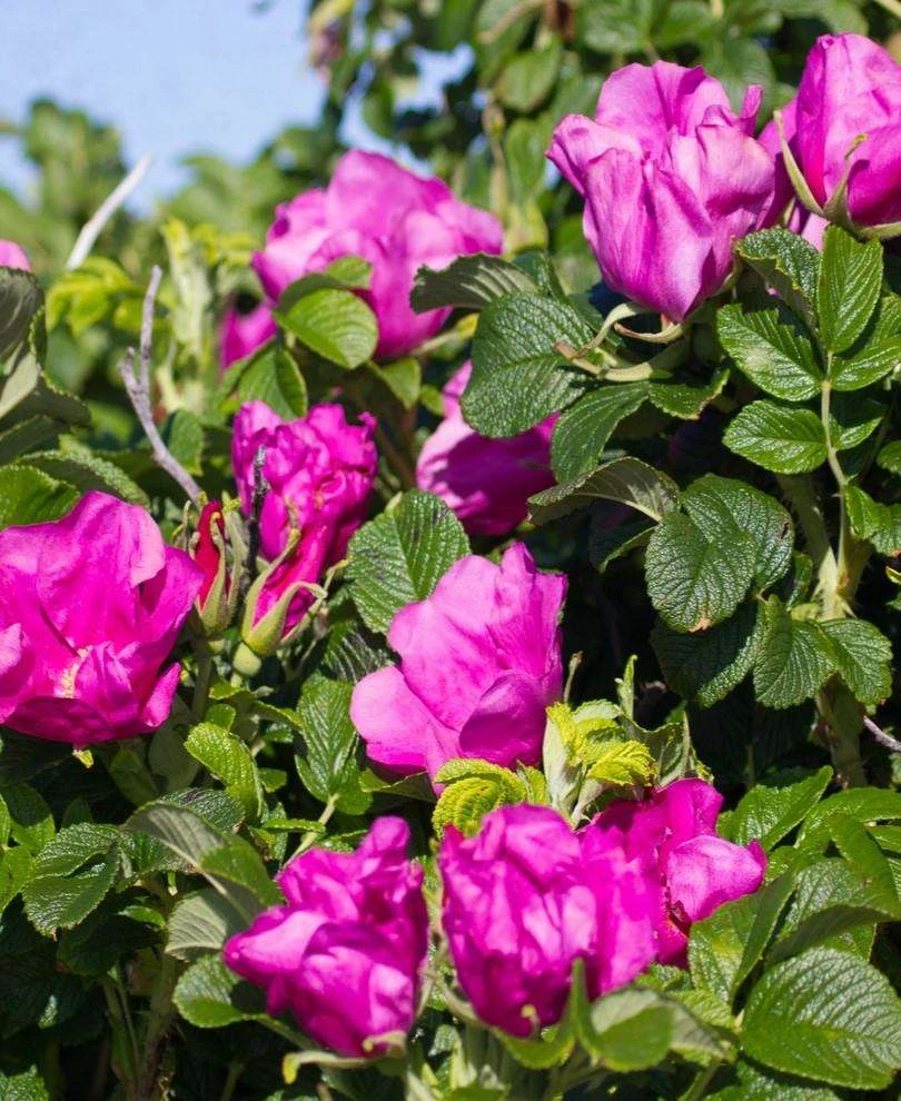 Rosa Rugosa 'Rubra' 3 Rosa Rugosa 'Rubra'