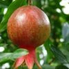 Salavatski Pomegranate -Rain Tree Nursery sala