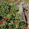 Scarlet Lingonberry -Rain Tree Nursery scarlet lingonberry 1