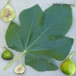 Lattarula Fig 7 Lattarula Fig -Rain Tree Nursery secondaryLattarula