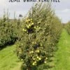 Maxie Asian X European Pear -Rain Tree Nursery semi dwarf pear tree 22 2 1