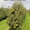 Nye Russet Barlett European Pear -Rain Tree Nursery semi dwarf pear tree 5