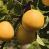 Combo Asian Pear Tree (4 Varieties) -Rain Tree Nursery shinseki asian pear