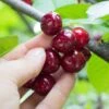 Combination Cherry Tree (4 Varieties) 1 Combination Cherry Tree (4 Varieties) -Rain Tree Nursery shutterstock 105168959 1