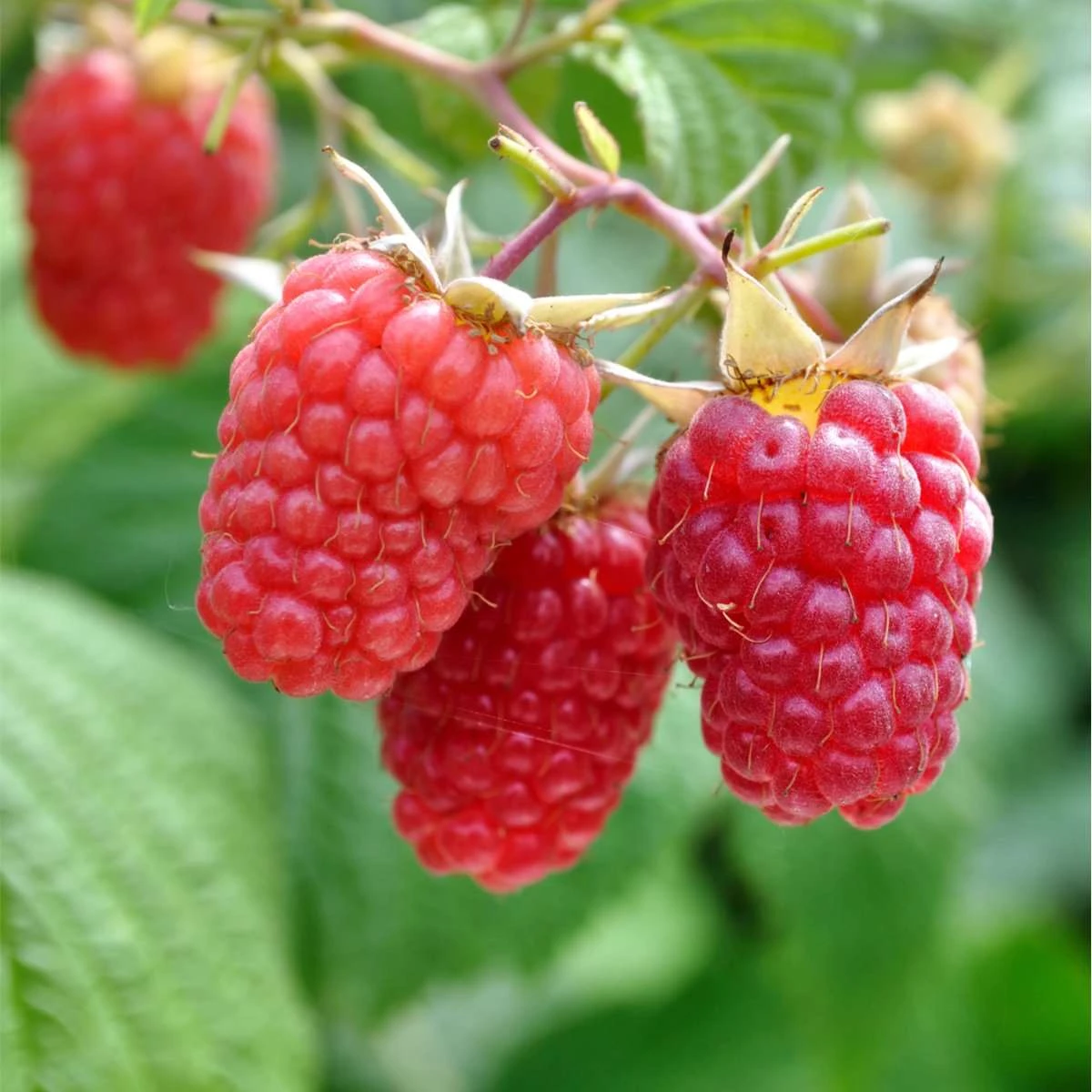 Excellent Everbearing Raspberry Bundle (6 Plants) 3 Excellent Everbearing Raspberry Bundle (6 Plants)