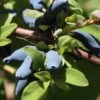 Blue Hokkaido™ Honeyberry -Rain Tree Nursery shutterstock 1172278570 1