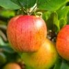 Tompkins King Apple Tree -Rain Tree Nursery shutterstock 1175334706 1 1