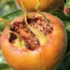 Macrocarpa Medlar -Rain Tree Nursery shutterstock 1182683059 1