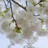 Mt. Fuji Flowering Cherry -Rain Tree Nursery shutterstock 1372338206 1