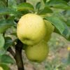 Chehalis Apple -Rain Tree Nursery shutterstock 143856091 1