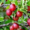 Tixia Gooseberry -Rain Tree Nursery shutterstock 1458321413 1