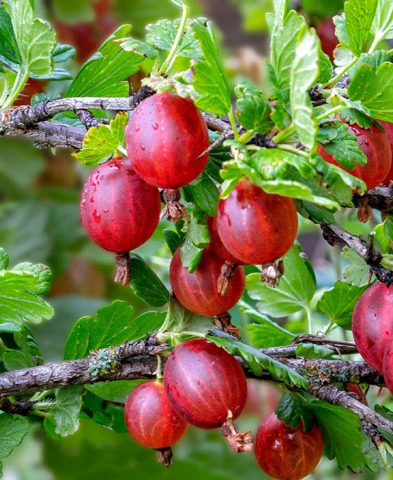 Tixia Gooseberry 3 Tixia Gooseberry