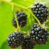 Cascade Trailing Blackberry -Rain Tree Nursery shutterstock 150412592 1