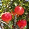 Crimson Sky™ Pomegranate -Rain Tree Nursery shutterstock 1504269788 1