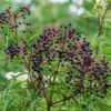 York Elderberry -Rain Tree Nursery shutterstock 1510672694 1 1