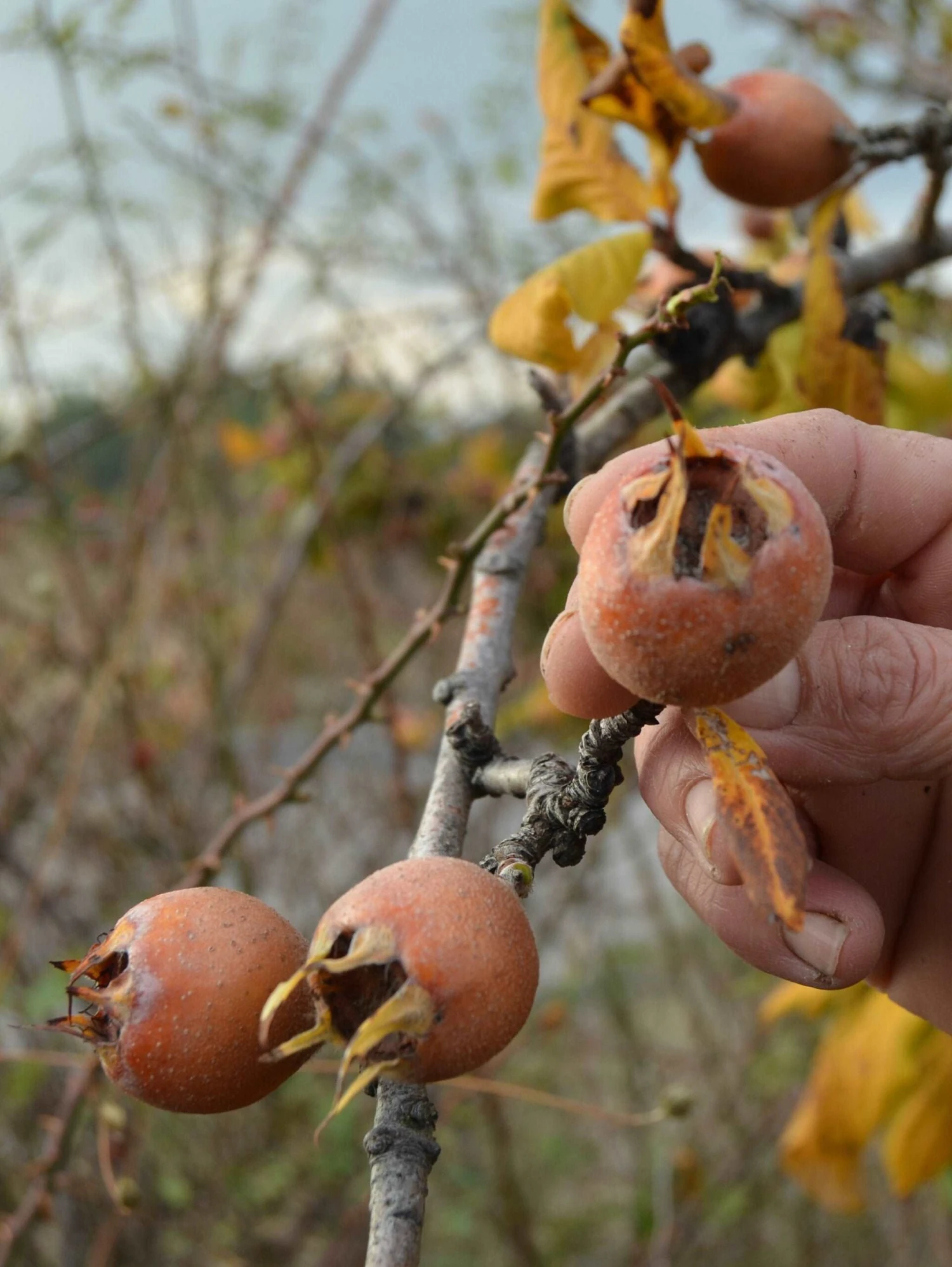 Pucia Super Mol Medlar 3 Pucia Super Mol Medlar