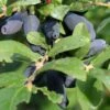 Berry Blue Honeyberry -Rain Tree Nursery shutterstock 1601116879 1