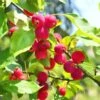 Dolgo Crabapple -Rain Tree Nursery shutterstock 1664375074 1 1
