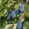 Blue Bird Honeyberry 1 Blue Bird Honeyberry -Rain Tree Nursery shutterstock 1665935902 1