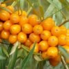 Orange Glow™ Seaberry -Rain Tree Nursery shutterstock 16919620 1