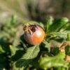 Breda Giant Medlar -Rain Tree Nursery shutterstock 1692390604 1