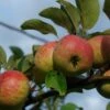 Rubinette Apple 2 Rubinette Apple -Rain Tree Nursery shutterstock 1700562049 1