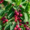 Autumn Brilliance Serviceberry -Rain Tree Nursery shutterstock 1703021887 1