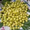 Colossal Gooseberry -Rain Tree Nursery shutterstock 1811261533 1 1