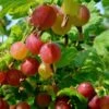 Welcome Gooseberry -Rain Tree Nursery shutterstock 1816053620 1