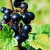 Prince Consort Black Currant -Rain Tree Nursery shutterstock 219100882 1