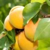 Gold Kist Apricot -Rain Tree Nursery shutterstock 298548980 1