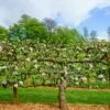 2 Tier Apple Espalier Combo Tree (2 Varieties) 2 2 Tier Apple Espalier Combo Tree (2 Varieties) -Rain Tree Nursery shutterstock 310804814 1 1