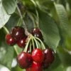 Carmine Jewel Cherry -Rain Tree Nursery shutterstock 34094560 1