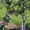 Prune D'Ente 707 European Plum 2 Prune D'Ente 707 European Plum -Rain Tree Nursery shutterstock 35830549 1 1