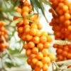 Orange Energy® Seaberry -Rain Tree Nursery shutterstock 38135257 1