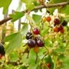 Missouri Giant Currant -Rain Tree Nursery shutterstock 408793888Optimized 1