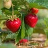 Sweet Sunrise Strawberry -Rain Tree Nursery shutterstock 430640533 1